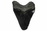 Serrated, Juvenile Megalodon Tooth - South Carolina #375913-1